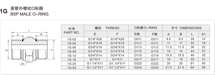 BSP Male O-Ring hydraulic adapter, model 1G, dimension drawing and size chart